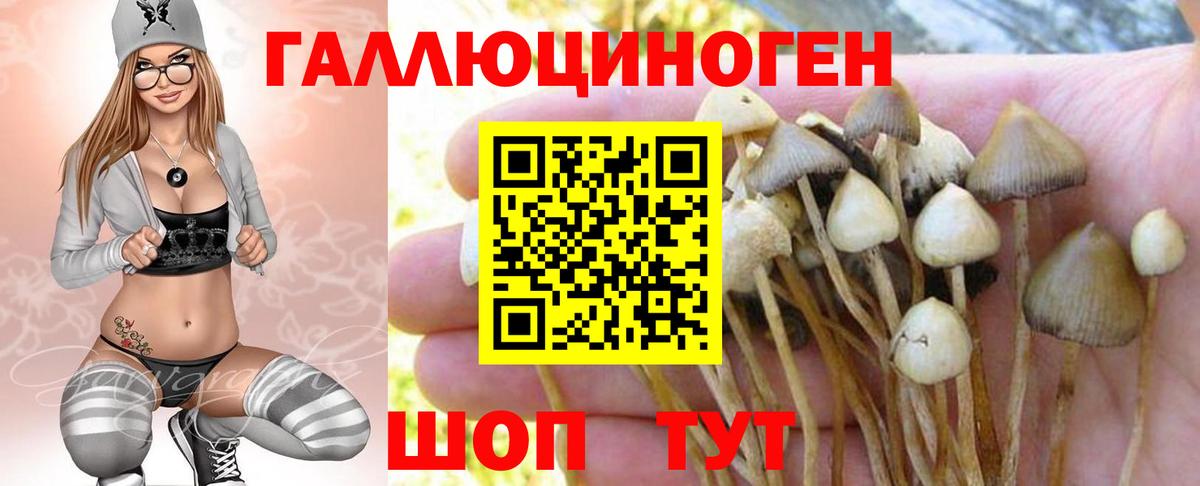 Псилоцибиновые грибы Psilocybe Кунгур